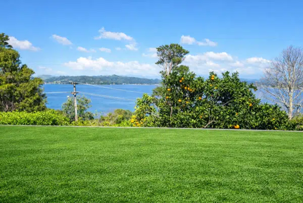 Artificial Grass NZ Cost