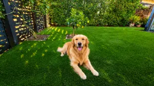 Artificial Grass for Pets