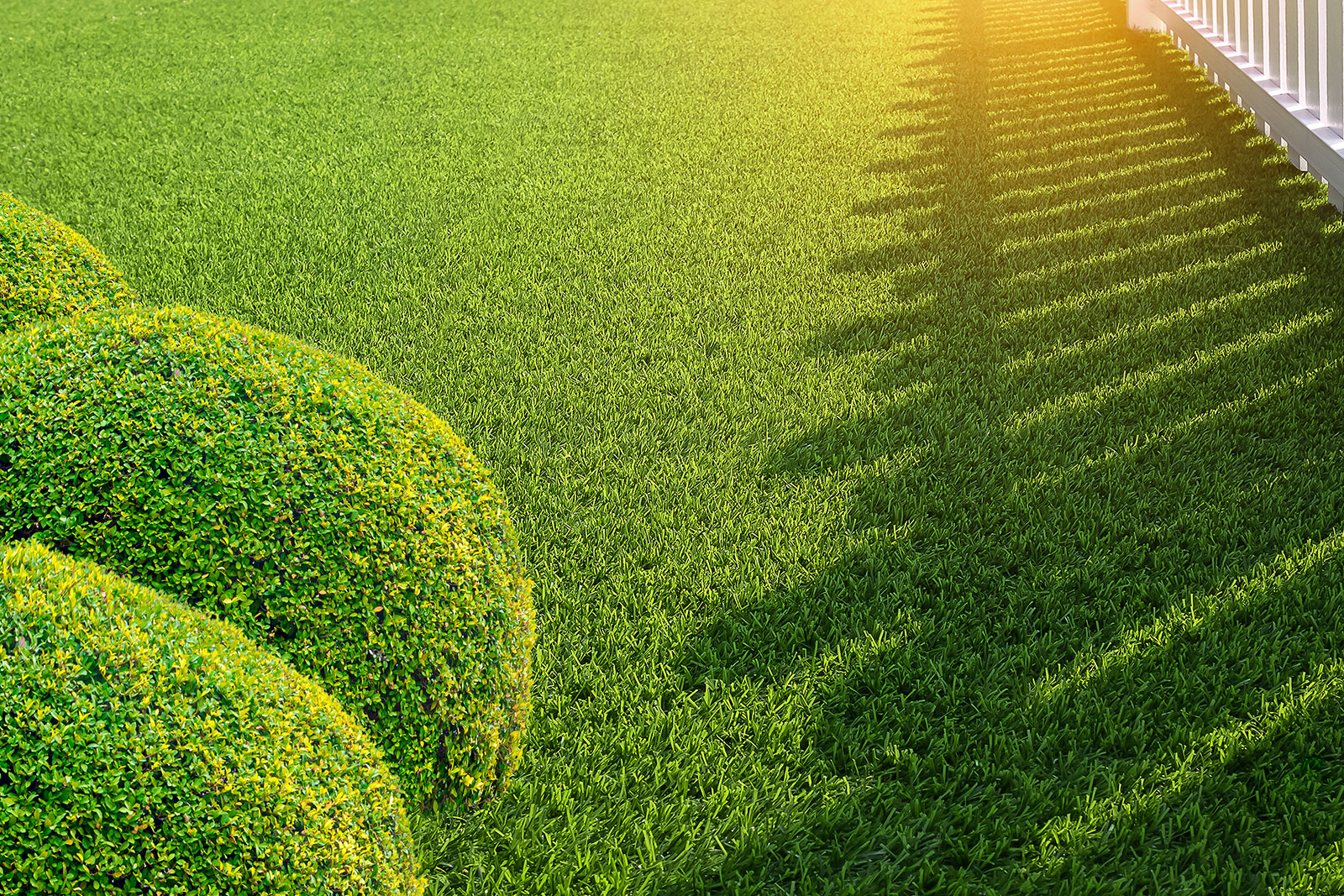 Your Guide to Artificial Grass Prices in New Zealand