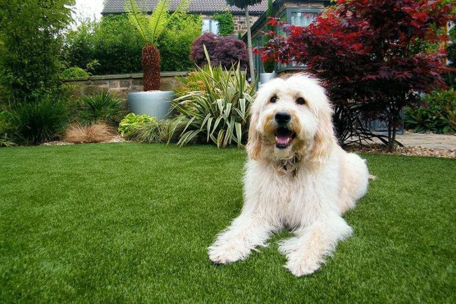 how to remove dog urine smell from artificial grass nz