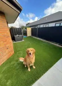 Cleaning Dog Urine From Artificial Grass