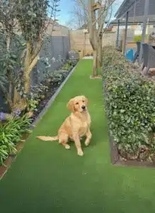 Cleaning Dog Urine From Artificial Grass in a NZ backyard using pet‑safe turf cleaning methods — Unreal Lawns.